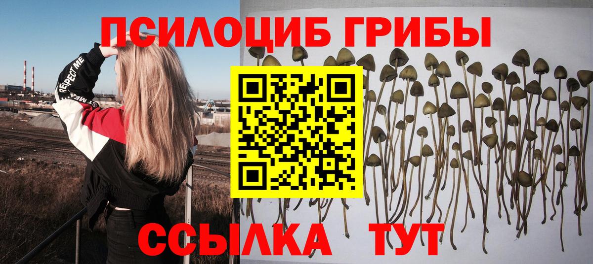 как найти закладки  Вход с VPN  Дальнереченск  Галлюциногенные грибы Cubensis 